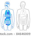 Human body organs illustration 84646009