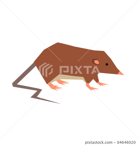 Illustration of Ryukyu shrew Illustration of Ryukyu shrew 84646020