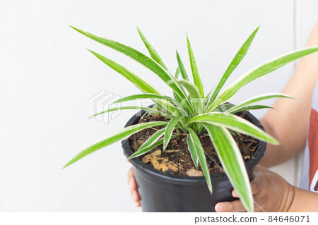 Woman hand holding  spider plant or Chlorophytum comosum in pot with water drop, Top view 84646071