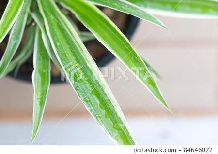 Closeup leaves of  spider plant or Chlorophytum comosum in pot with water drop, Top view 84646072