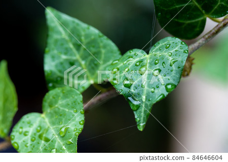 Macro photo of ivy leaf after rain with water drops. Front view. 84646604