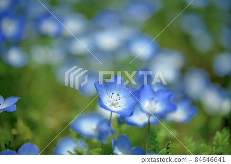 森林仙女 Nemophila 84646641