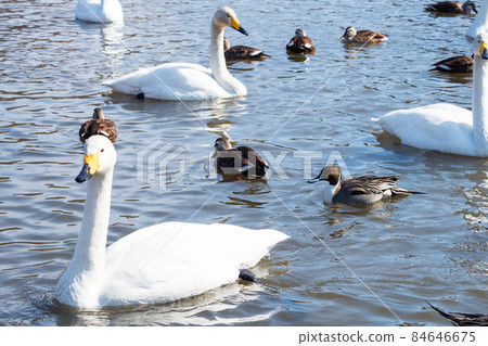 A flock of swans and ducks swimming in a winter river 84646675