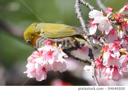 White-eye sucking honey from Atami cold cherry blossoms White-eye sucking honey from Atami cold cherry blossoms 84646800