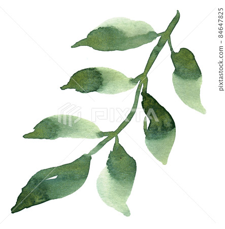 Watercolor branch. Hand painted illustration. High quality photo 84647825