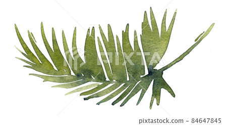 Watercolor palm ieaves. Hand painted illustration. High quality photo 84647845