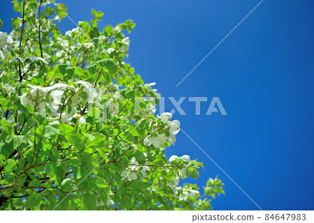 Handkerchief flowers that shine in the blue sky Handkerchief flowers that shine in the blue sky 84647983