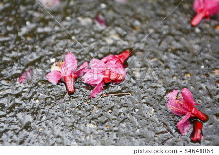 Falling cherry Falling cherry 84648063
