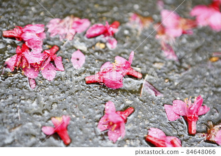 Falling cherry 84648066