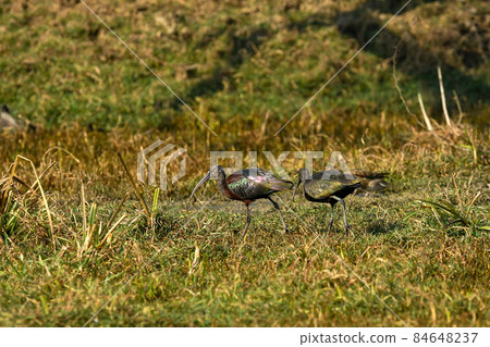 Glossy ibis in wetland of keoladeo ghana national park or bharatpur bird sanctuary rajasthan india - Plegadis falcinellus 84648237