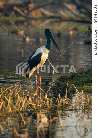 female Black necked stork portrait in early moning winter light with scenic background shallow water at keoladeo national park or bharatpur bird sanctuary rajasthan india - Ephippiorhynchus asiaticus 84648238
