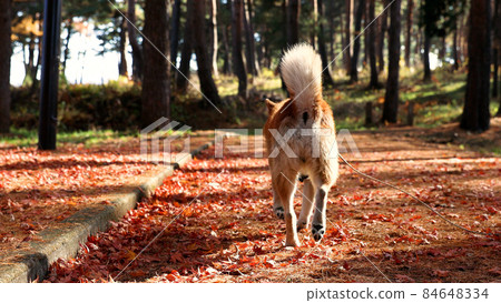 Shiba Inu taking a walk on the autumn promenade 84648334