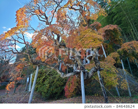 國家天然紀念物“中鐮堂哭泣紅葉” 84648624