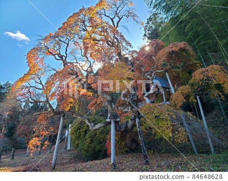 Nationally designated natural monument "Nakakamado Weeping Momiji" 84648628