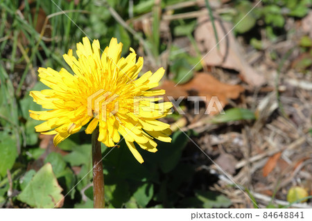 蒲公英蒲公英花 84648841