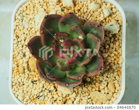 多汁黑玫瑰 84648870