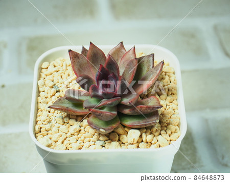 多汁黑玫瑰 多汁黑玫瑰 84648873
