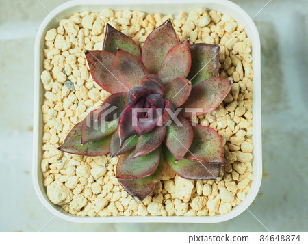 多汁黑玫瑰 多汁黑玫瑰 84648874