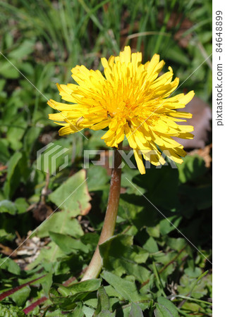 Dandelion dandelion flowers Dandelion dandelion flowers 84648899