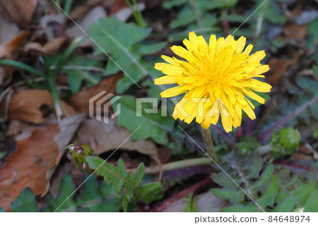 Dandelion dandelion flowers 84648974