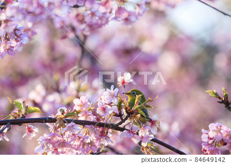 Early spring flowers that bloom on a small island in Setouchi Kawazu cherry blossoms and Japanese white-eye Early spring flowers that bloom on a small island in Setouchi Kawazu cherry blossoms and Japanese white-eye 84649142
