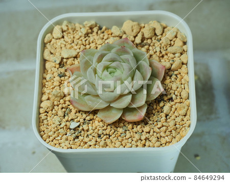 多肉植物 Humilis 多肉植物 Humilis 84649294