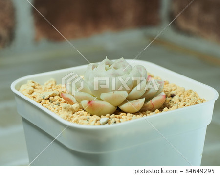 多肉植物 Humilis 84649295