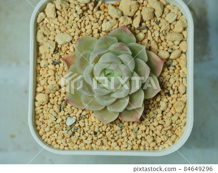 多肉植物 Humilis 84649296