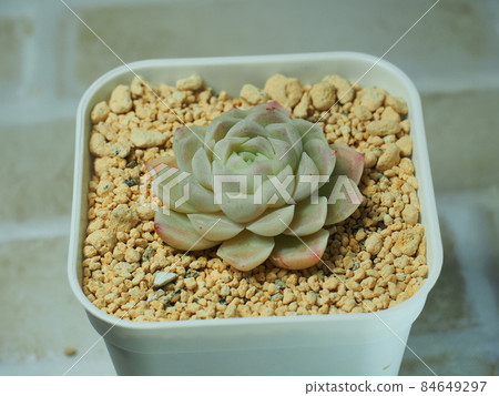 多肉植物 Humilis 84649297