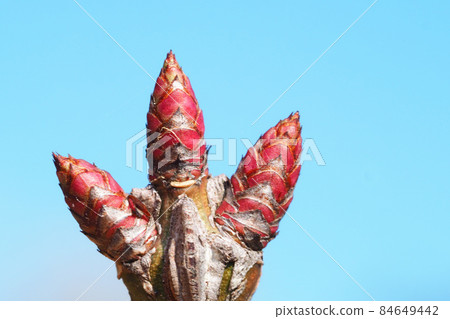 衛矛葉痕和芽 84649442