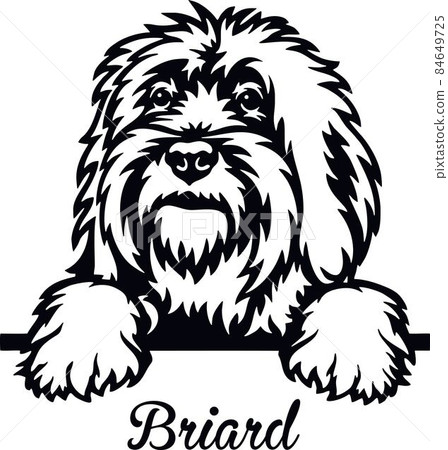 Briard Peeking Dog - head isolated on white Briard Peeking Dog - head isolated on white 84649725