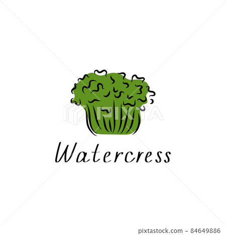 Watercress salad flat simple sketch. Vegetable herb green vector illustration. Botanical design 84649886