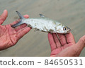 Fisherman caught small fish from sea ocean for food cooking raw material 84650531