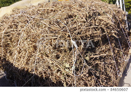 Soybeans being dried in the sun 84650607