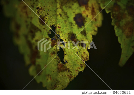 Insect-eating leaves Insect-eating leaves 84650631
