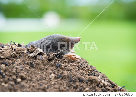 Mole crawling out of the tunnel - making damge to the lawn 84650699