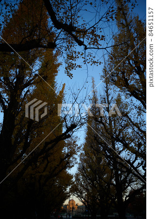 Gaien Ginkgo Trees at Dawn Autumn Leaves 84651157