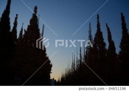 Gaien Ginkgo Trees at Dawn Autumn Leaves 84651196