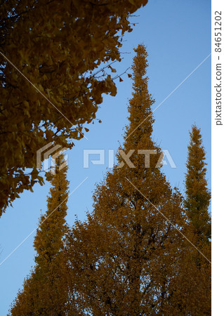 Gaien Ginkgo Trees at Dawn Autumn Leaves 84651202