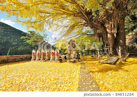 Ginkgo tree bestowed by Kosenji Temple [Kozagawa Town, Wakayama Prefecture] 84651284