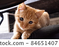 Ginger kitten peeking out on the chair 84651407