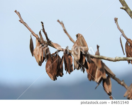 以煎葉託中茶而聞名的“託中”果實 84651540