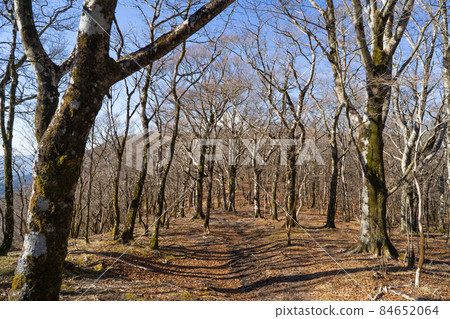 三國山至大浦山的登山路線(山中湖三國山徒步路線) 三國山至大浦山的登山路線(山中湖三國山徒步路線) 84652064