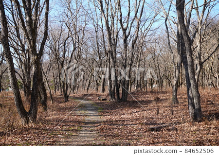 Gunma Prefecture Lake Haruna Autumn Numanohara Mizunara Forest Gunma Prefecture Lake Haruna Autumn Numanohara Mizunara Forest 84652506
