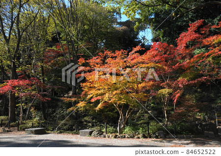 December 1648, Minato-ku, Autumn leaves in Momiji Valley, Minato-ku Shiba Park 84652522