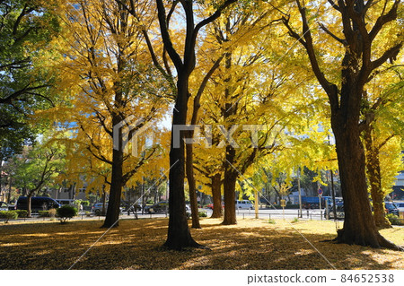 1632年12月銀杏（Ginkgo）黃葉（芝公園，港區），環形路線3 84652538