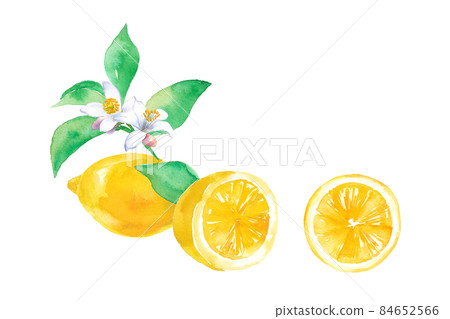 三個檸檬、葉子和花的水彩插圖。 84652566