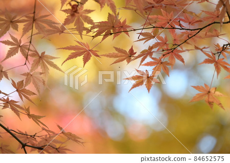 Fantastic maple up Fantastic maple up 84652575