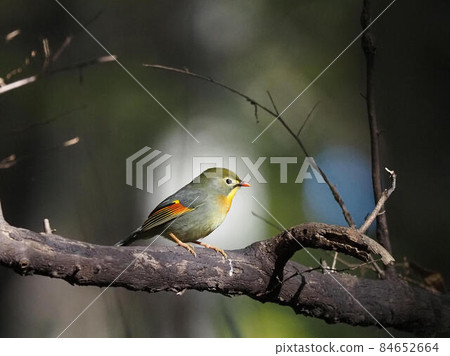 棲息在樹上的紅嘴 leiothrix 84652664