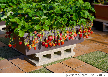 Sweet and delicious strawberries are cultivated in a planter. Fresh strawberries are ready to eat. 84653037